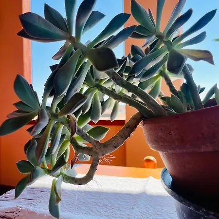 Casa Di Rosy San Sperate